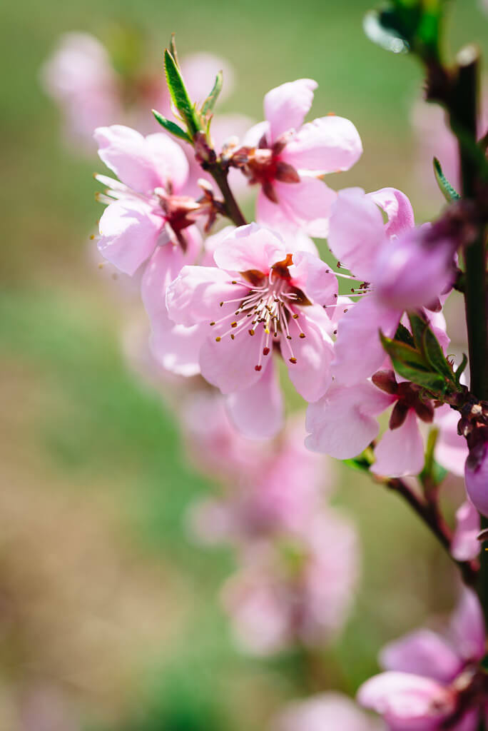Weeping ume blossoms in Hamamatsu