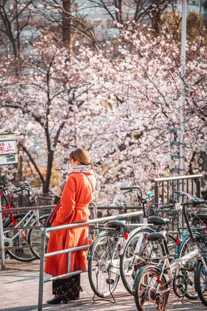 Details of the cherry flowers from Matsuda Cherry Blossom Festival
