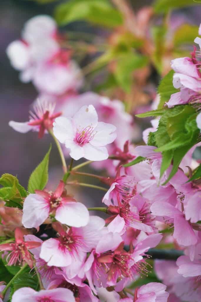 Sakura blossom