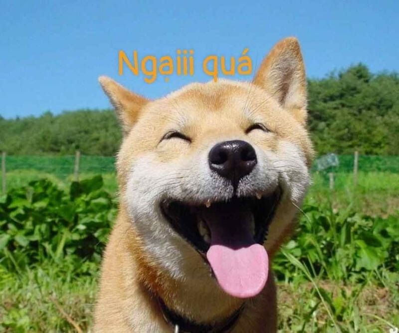 Meme ngại động vật
