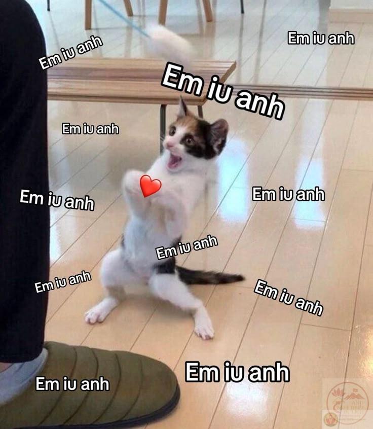 Meme yêu thương