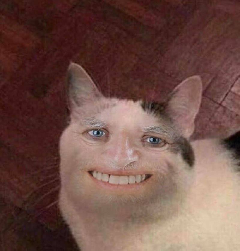 Hình ảnh meme mèo cười