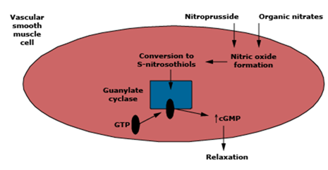 Các chế phẩm Nitrat trong điều trị hội chứng mạch vành cấp