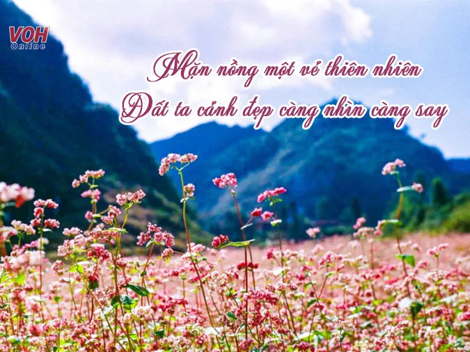 top-40-stt-canh-dep-gui-gam-tam-tinh-truoc-thien-nhien-doi-song-voh-0