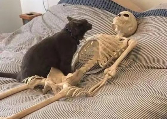 Top 100+ Skeleton meme cực lầy lội khi bộ xương cũng biết thấu cảm
